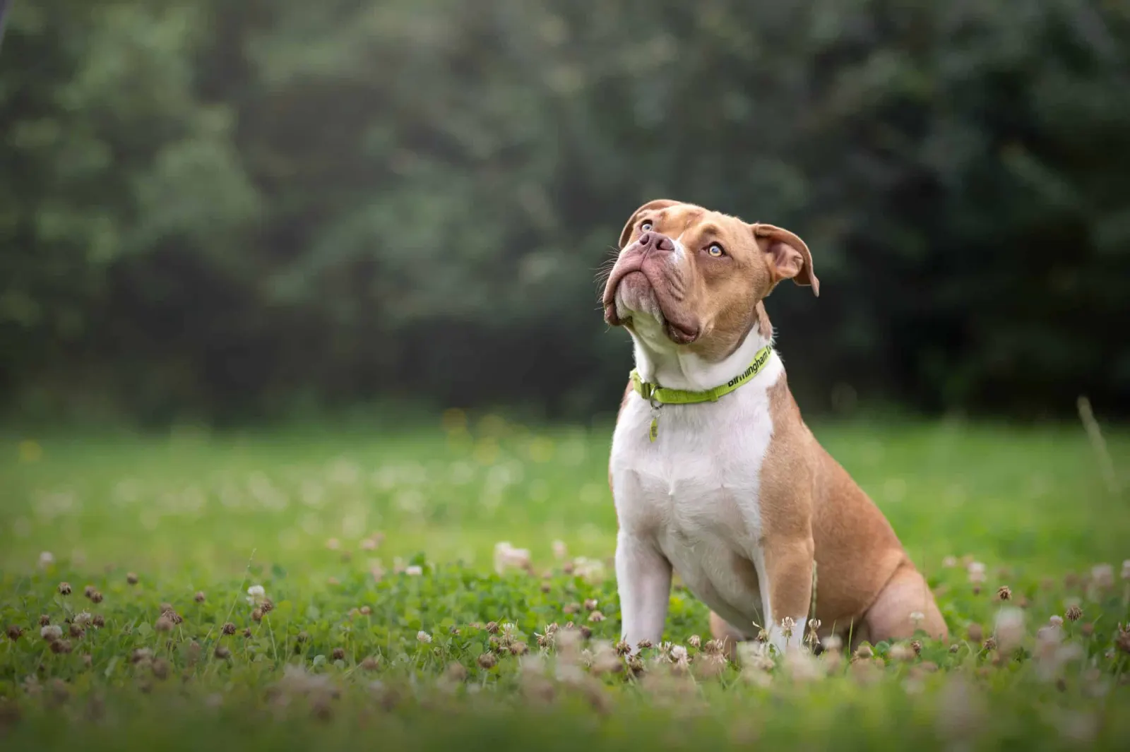 Birmingham Dogs Home Is Lulu Wild's Charity Partner for 2026/2027