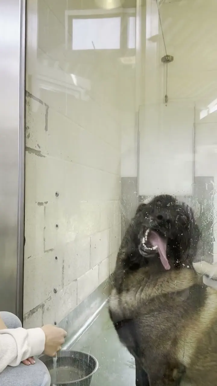 A shaggy rescue dog having a drink in its kennel at Birmingham Dogs Home